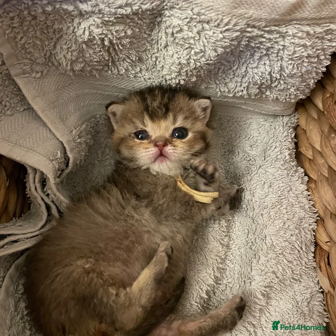 British Shorthair cats for sale: TICA reg Black Golden Kittens - Advert 17