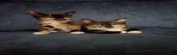 Mixed Breed cats for sale: 2 sweet girls  - Advert 2