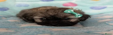 Peakapoo 2