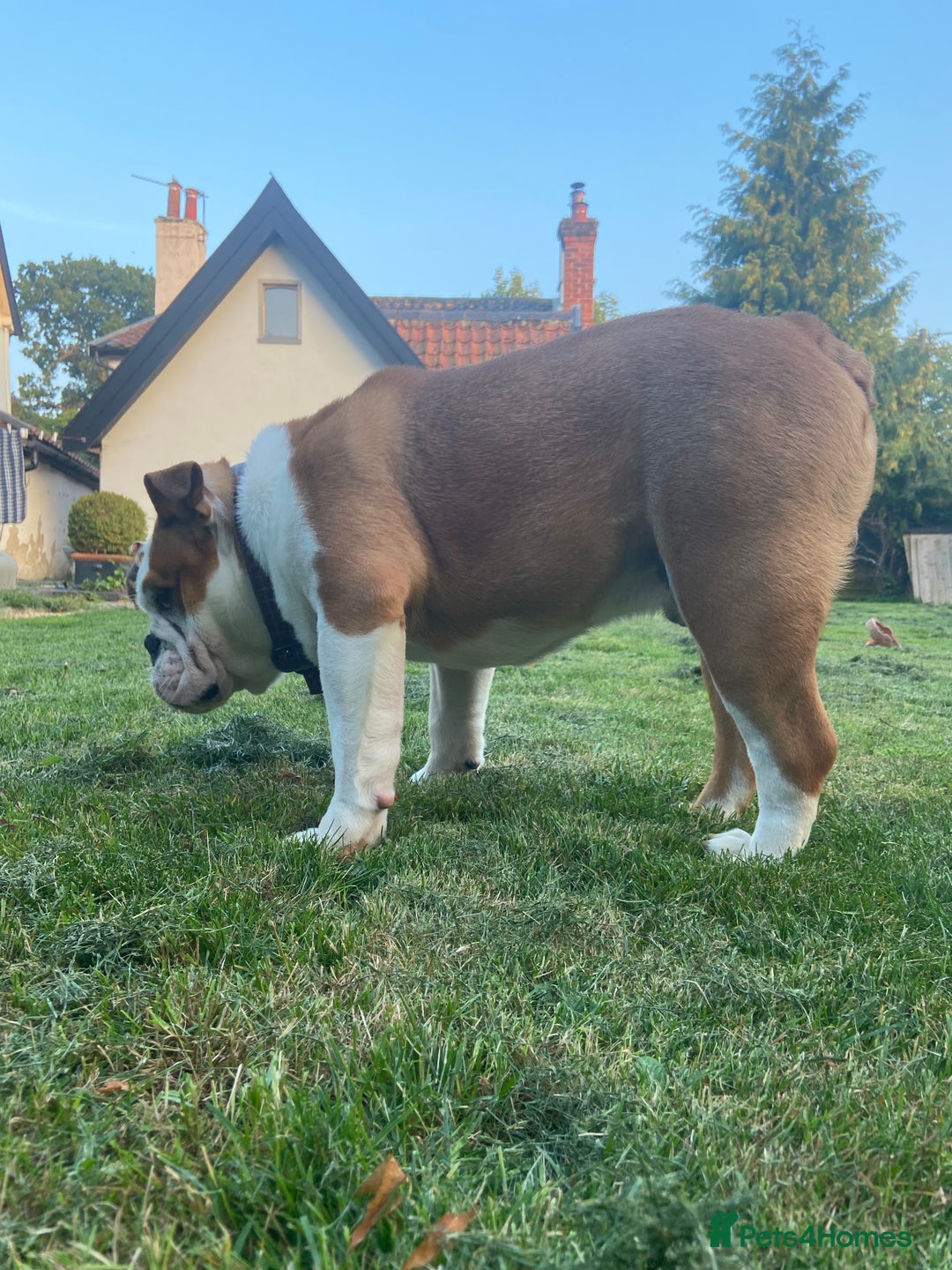 English Bulldog dogs for sale: Bulldog  - Image 10