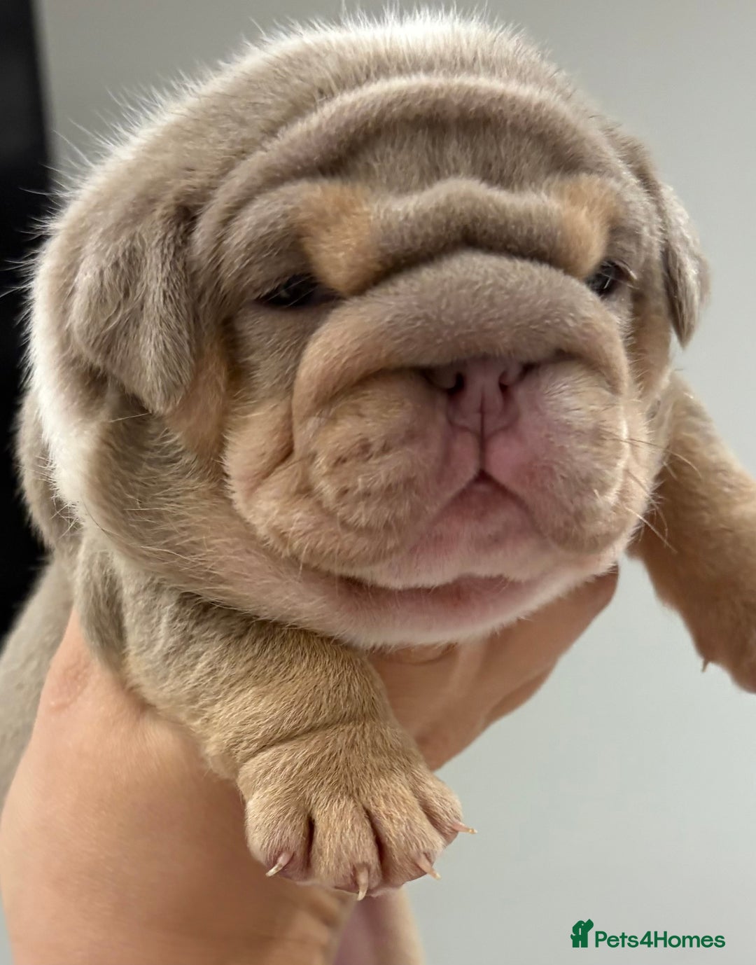 English Bulldog dogs for sale: Kc litter outstanding bloodlines bulldog pups  - Image 2