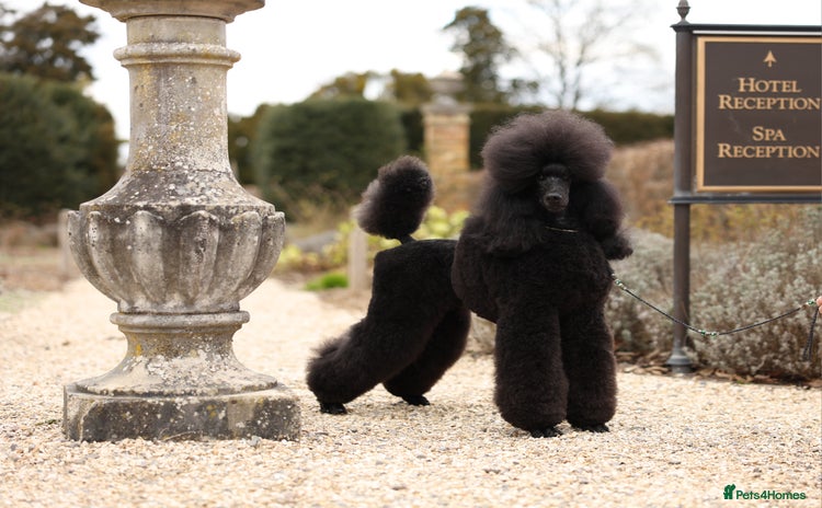 Standard Poodle dogs - Advert 1