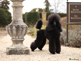 Standard Poodle dogs - Advert 10