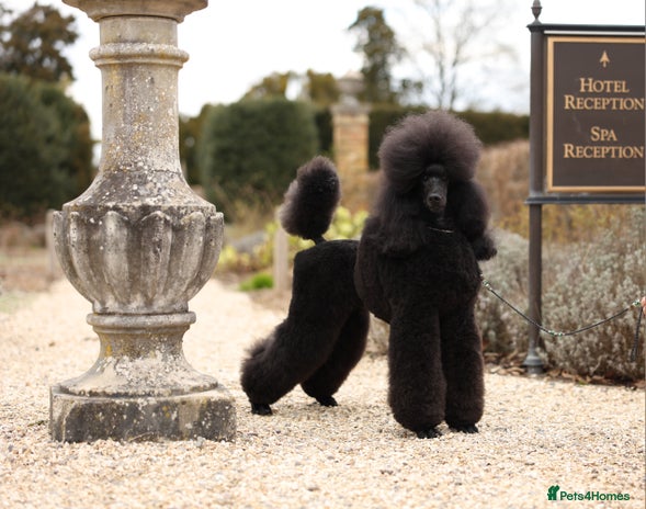 Standard Poodle dogs Champion male for stud - Advert 1