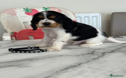 Cocker Spaniel dogs for sale: Full show line health tested cocker spaniel puppy - Image 5