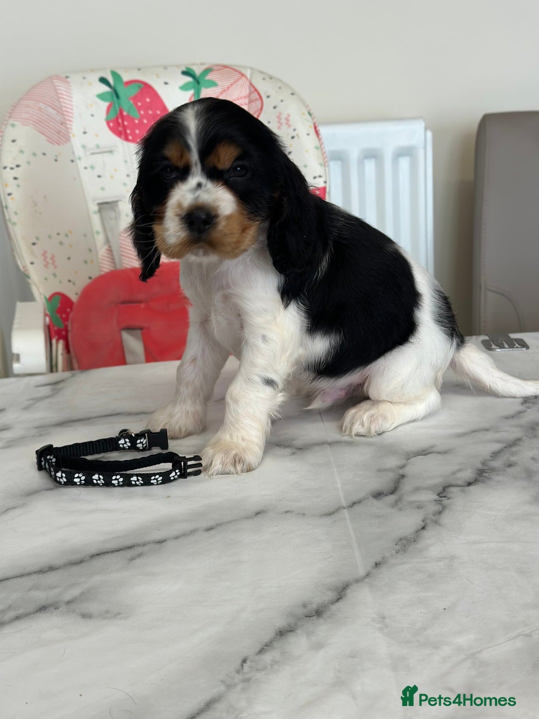 Cocker Spaniel dogs for sale: Full show line health tested cocker spaniel puppy - Image 5