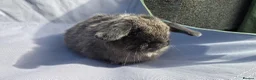 Mini Lop rabbits for sale: Lovely friendly Mini lops - Advert 5