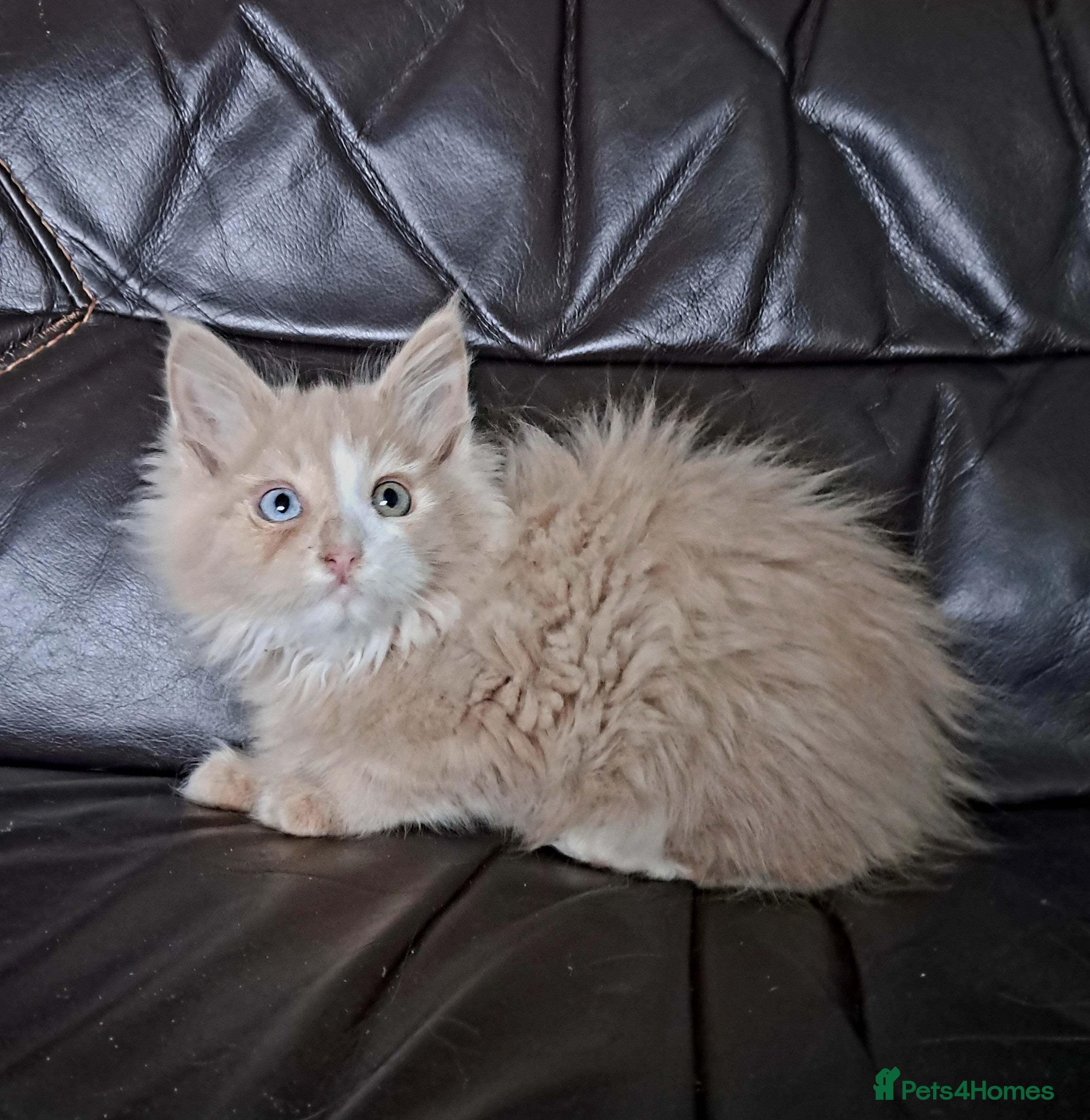 Maine Coon cats Maine Coon Kittens pure bred  - Advert 11