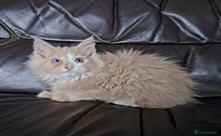 Maine Coon cats Maine Coon Kittens pure bred  - Advert 1