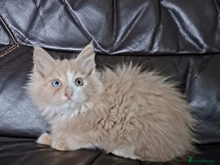 Maine Coon cats Maine Coon Kittens pure bred - Advert 15