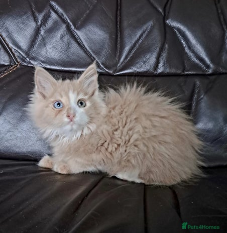 Maine Coon cats Maine Coon Kittens pure bred - Advert 1