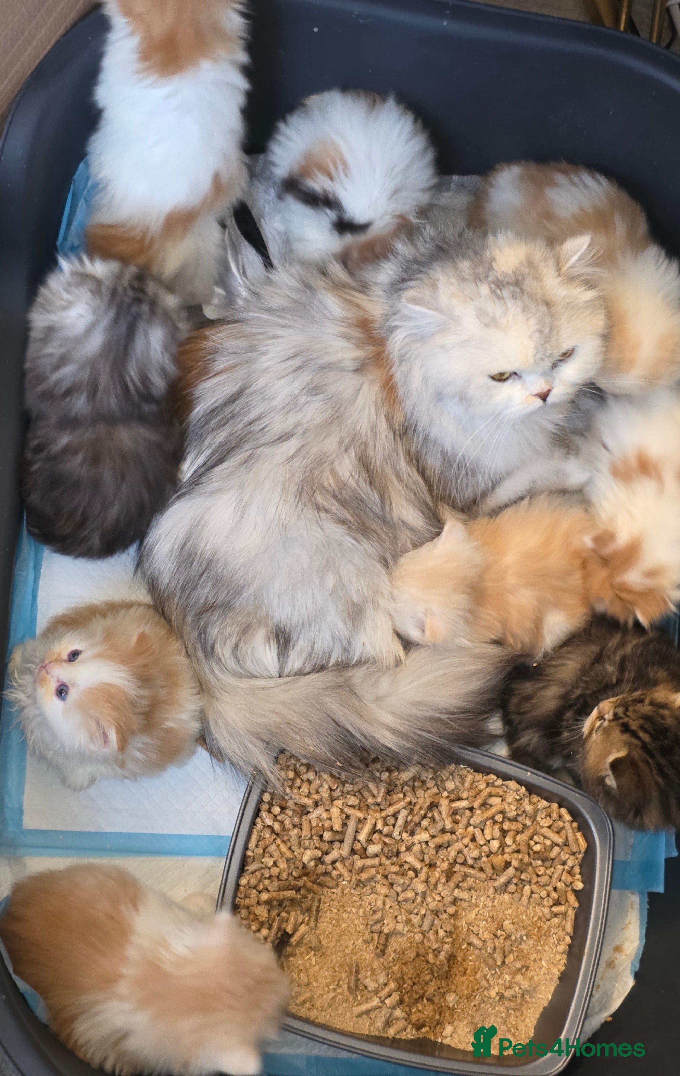 Scottish Fold cats Eight wee wonders seek mum/dad - Advert 4