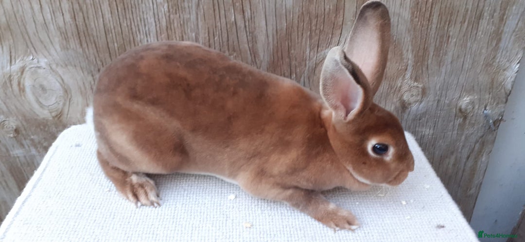 Rex rabbits for sale: Mini Rex Babies and 6 month old Doe - Image 4
