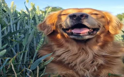 Golden Retriever dogs for stud: Gorgeous Stud Dog Angus - Image 4