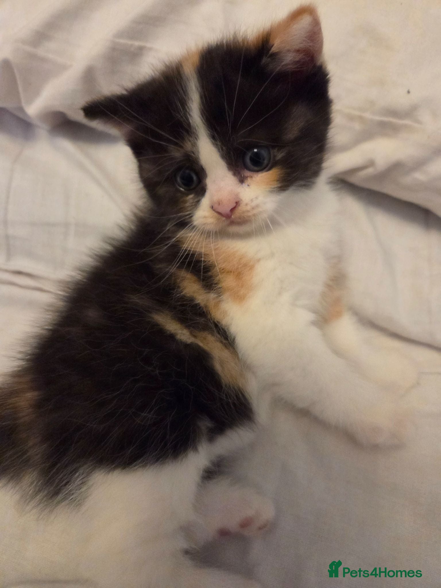 Mixed Breed cats fluffy Persian kittens (price varies) - Advert 2