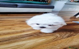Maltese dogs for sale: One Maltese boy  100% pure breed   - Image 5