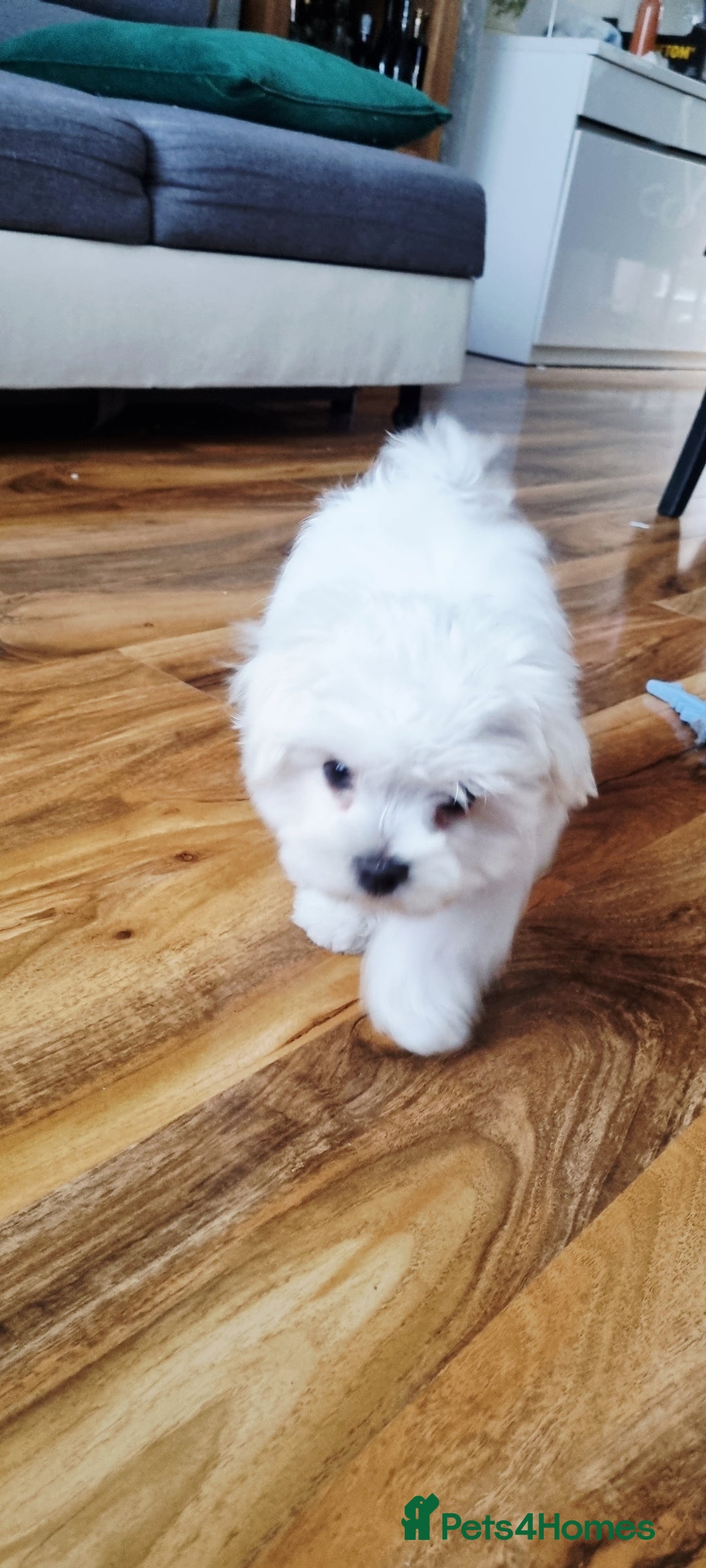 Maltese dogs for sale: One Maltese boy  100% pure breed   - Image 5
