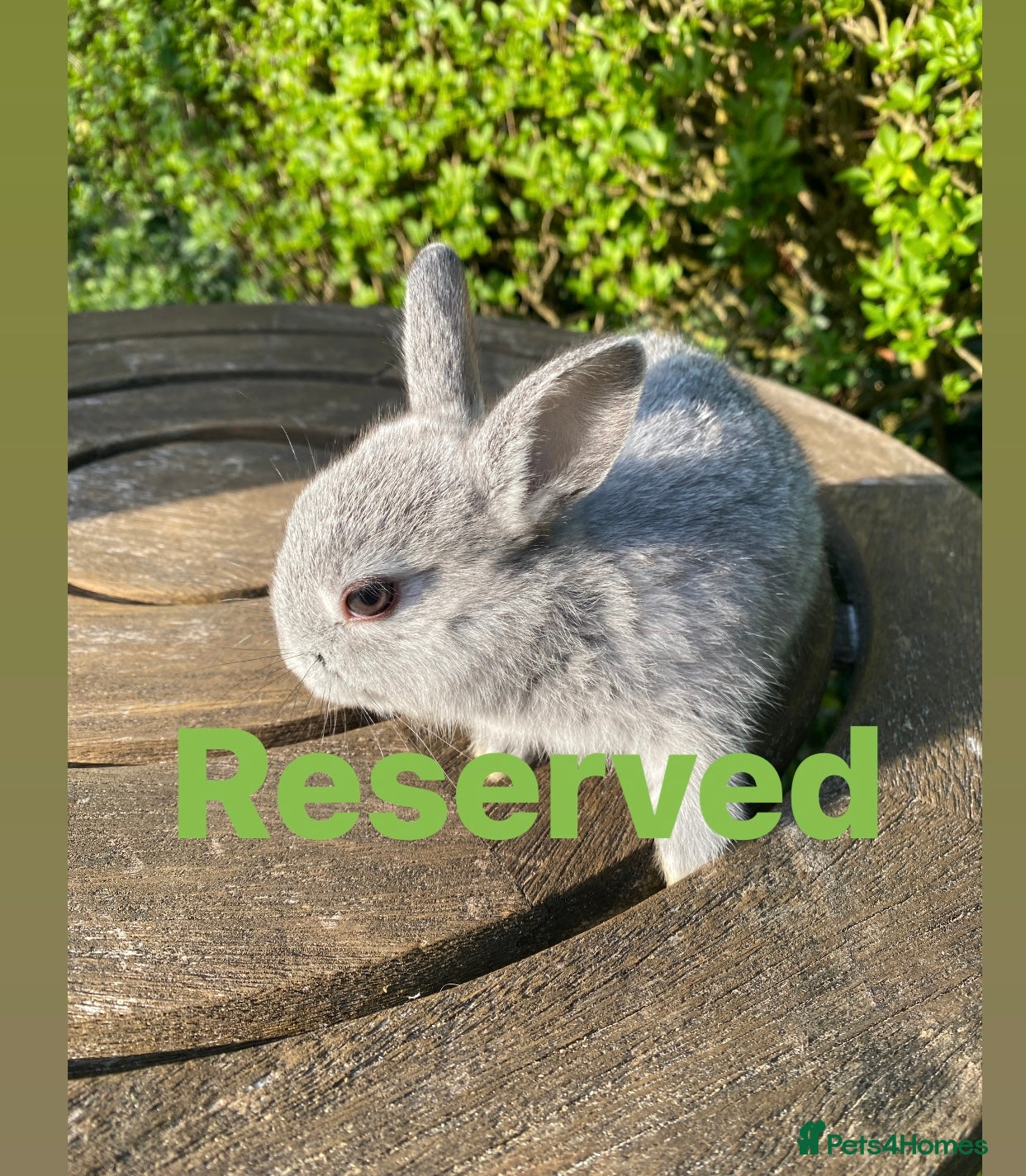 Netherland Dwarf rabbits Netherland Dwarf bunnies - Advert 2