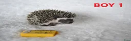 Pygmy Hedgehog rodents for sale: Pygmy hedgehogs, 1 girl 2 boys - Advert 6