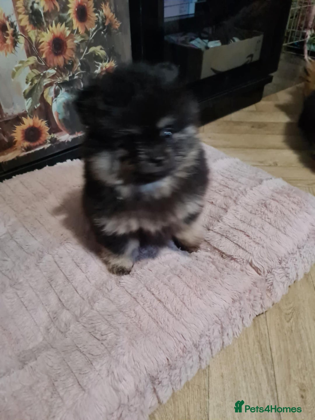 Pomeranian dogs for sale: 🐶 Sweet Black Pom Puppies, Ideal Family Friends - Advert 7