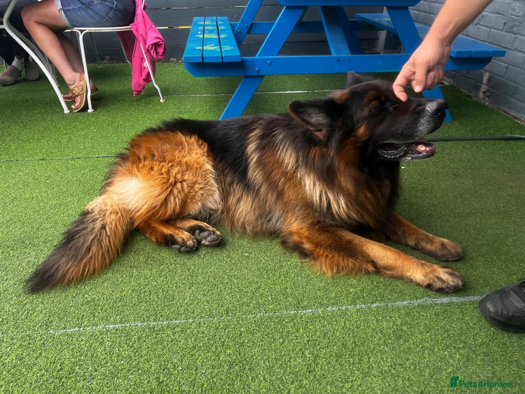 German Shepherd dogs for stud: German Shepard Hugo  in Waltham Cross - Advert 2