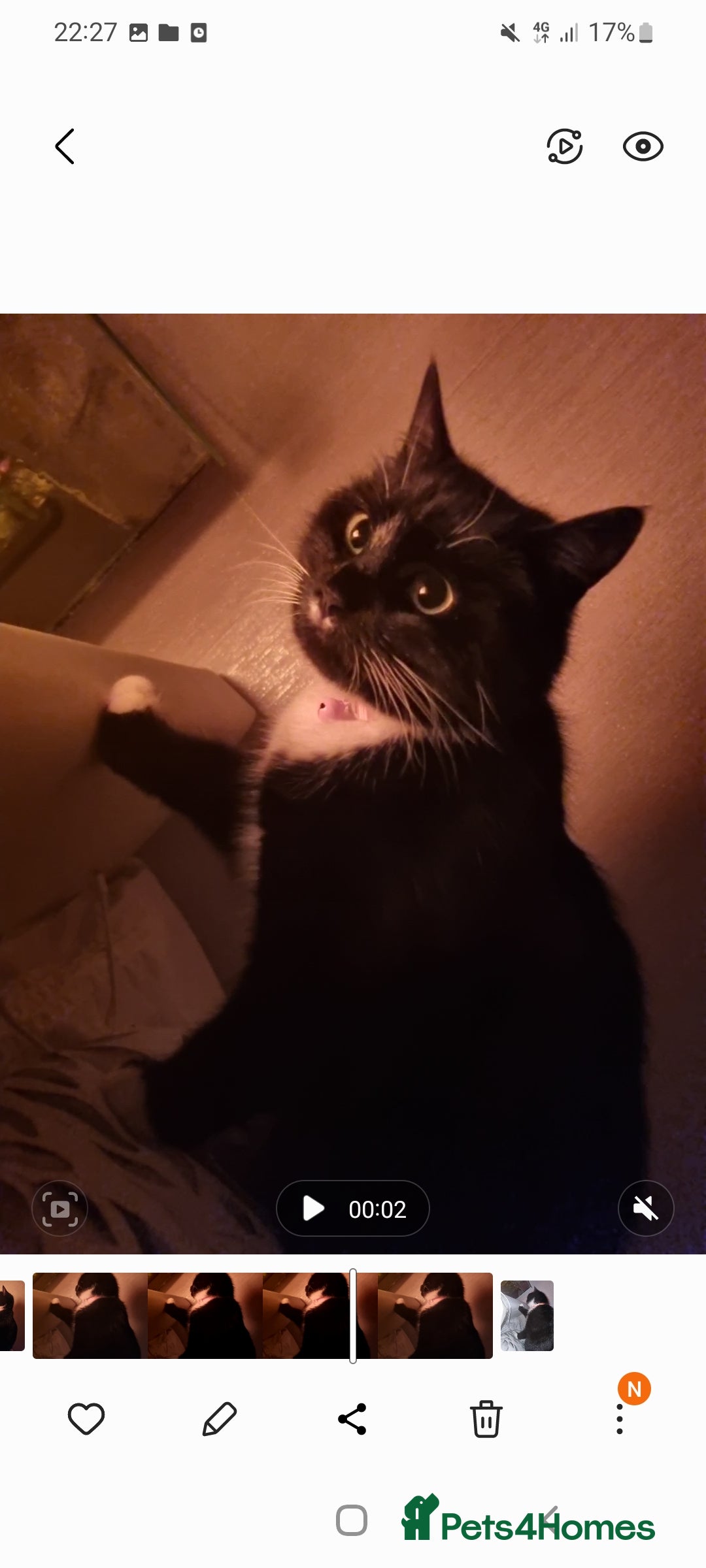 Domestic Shorthair cats Minnie 7 month affectionate rescue kitten 💖 - Advert 3