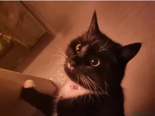 Domestic Shorthair cats Minnie 7 month affectionate rescue kitten 💖 - Advert 3