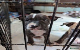 English Bull Terrier dogs for sale: English bull terrier cross staffys - Image 25