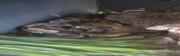Python Snake reptiles for sale: Female Royal Python for sale  - Advert 2