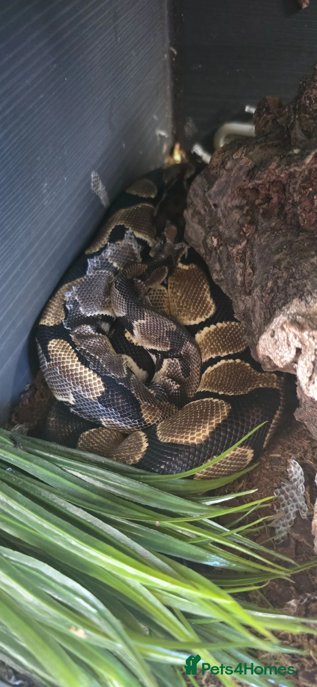 Python Snake reptiles for sale: Female Royal Python for sale  - Advert 2
