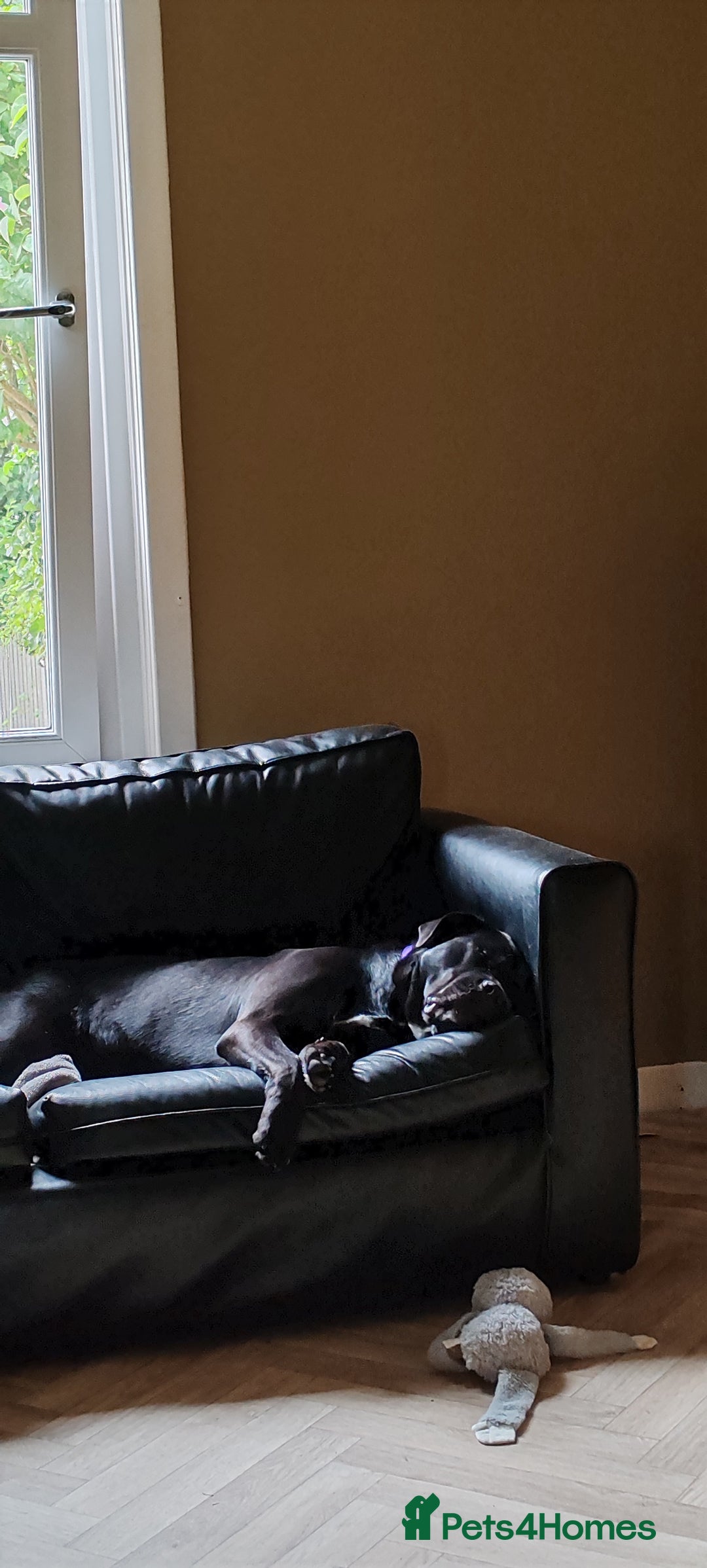 Cane Corso dogs for sale: Cane Corso  - Advert 9