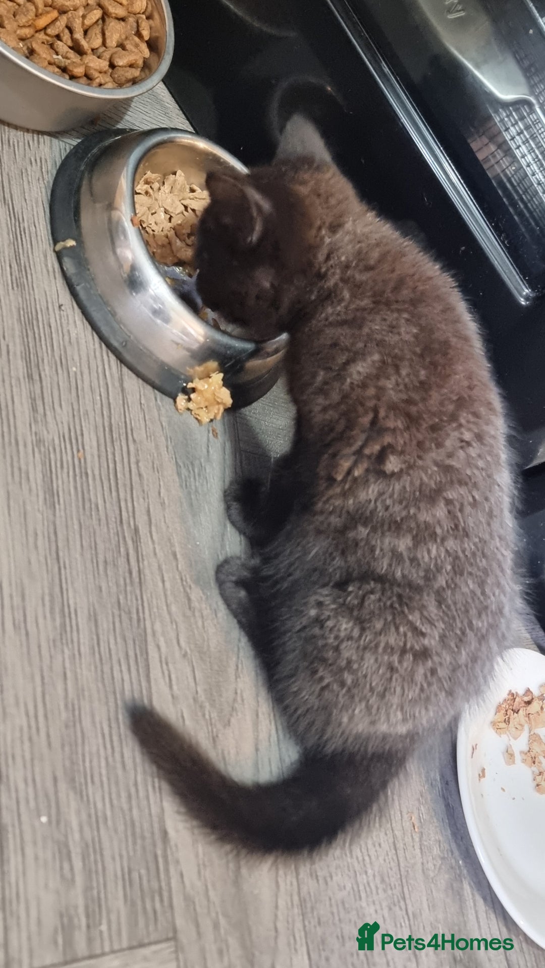 British Shorthair cats for sale: British shorthair kittens - Image 6