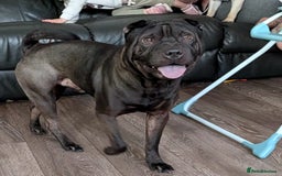 Shar Pei dogs for sale: Stripey (SHAR PEI) - Image 3