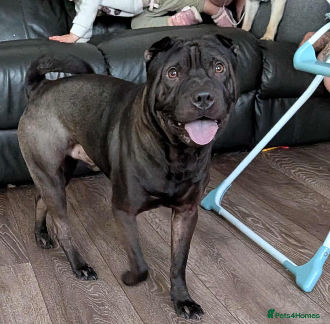 Shar Pei dogs for sale: Stripey (SHAR PEI) - Image 3