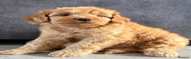 Cockapoo 1