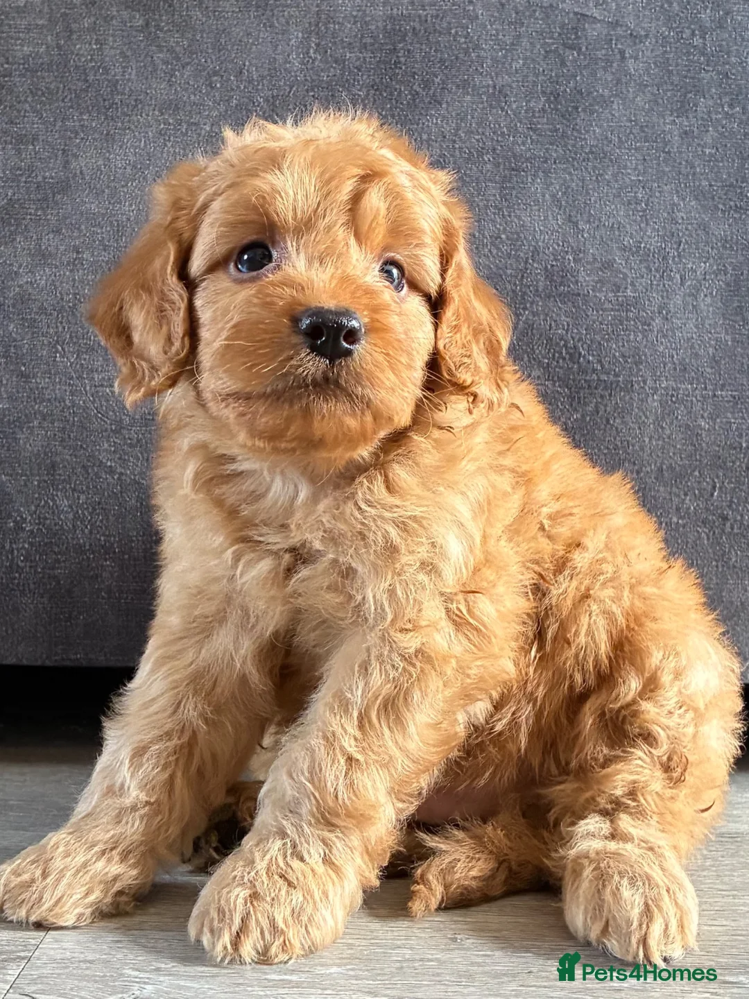 Cockapoo dogs for sale: Cockapoo puppies ready now - Advert 10
