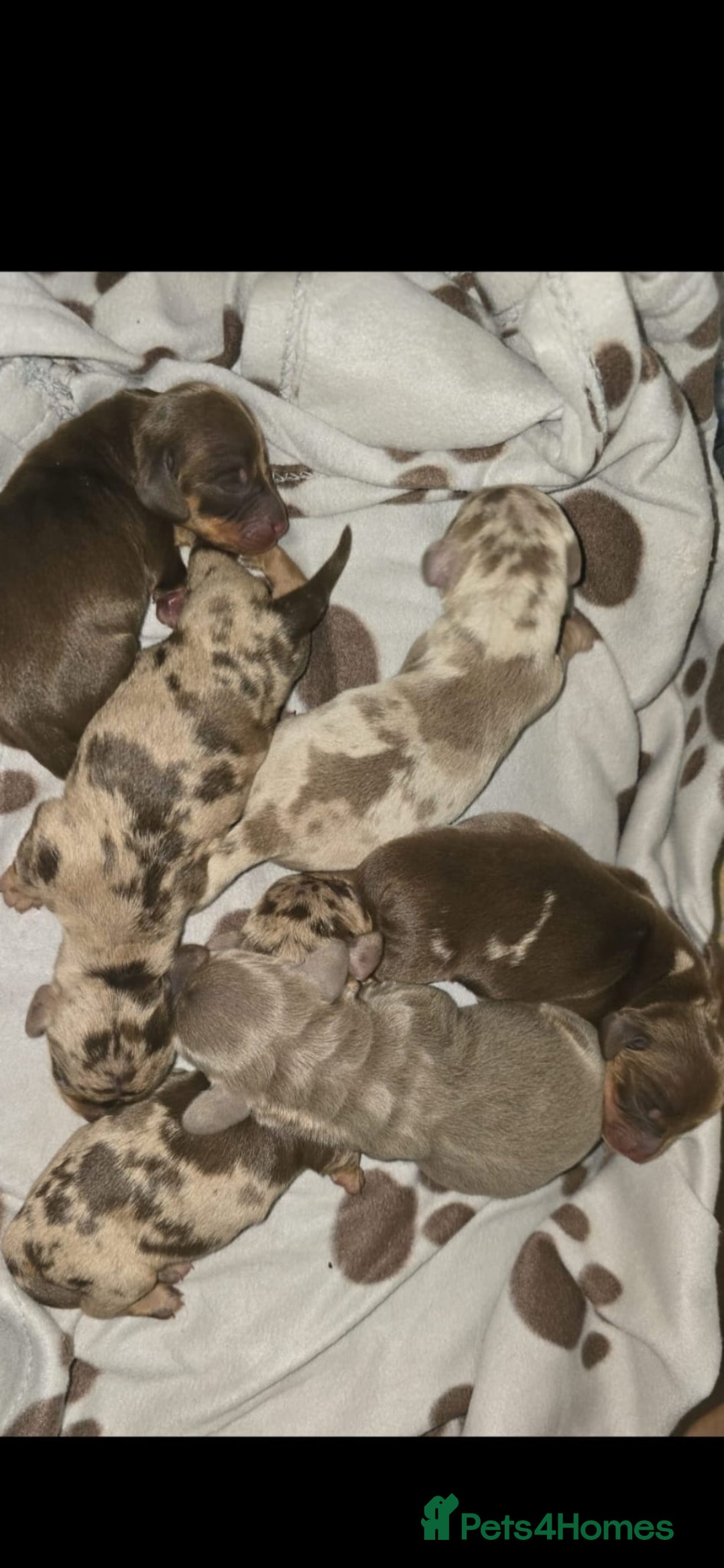 Miniature Dachshund dogs 👑🐾KC Champion Bloodline Dapples🐾👑 - Advert 1