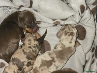 Miniature Dachshund dogs 👑🐾KC Champion Bloodline Dapples🐾👑 - Advert 1