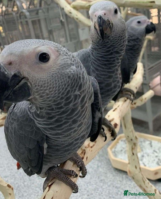 Parrots birds African Greys–Bright, Bold & Beautiful - Advert 10