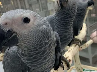 Parrots birds African Greys–Bright, Bold & Beautiful - Advert 10