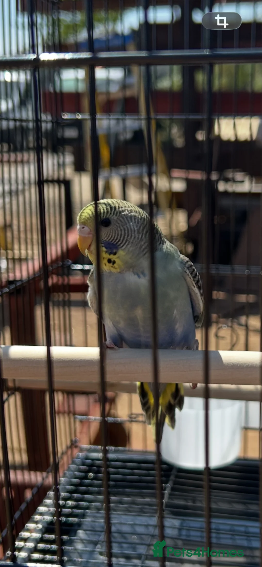 Budgerigars birds for sale: Budgerigars - Advert 2