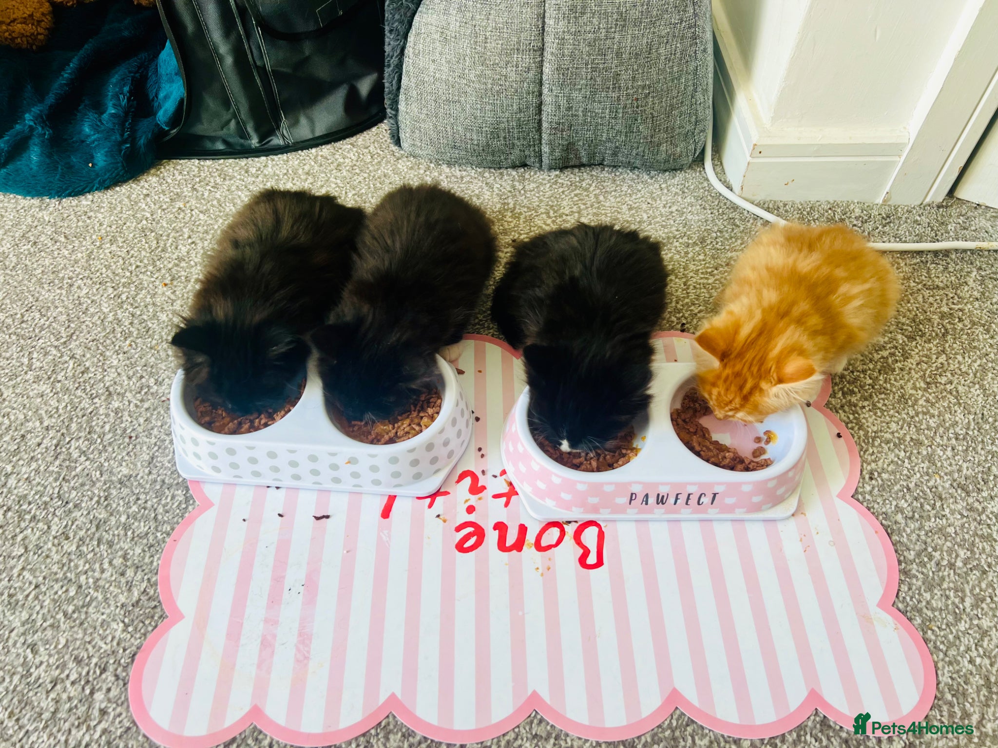 Mixed Breed cats 4 beautiful half Siamese kittens  - Advert 1