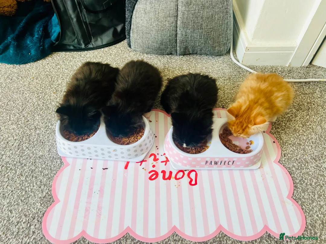 Mixed Breed cats for sale: 4 beautiful half Siamese kittens  - Advert 1