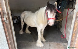Irish Cob horses for sale: 12.2 piebald mini cob mare - Image 1