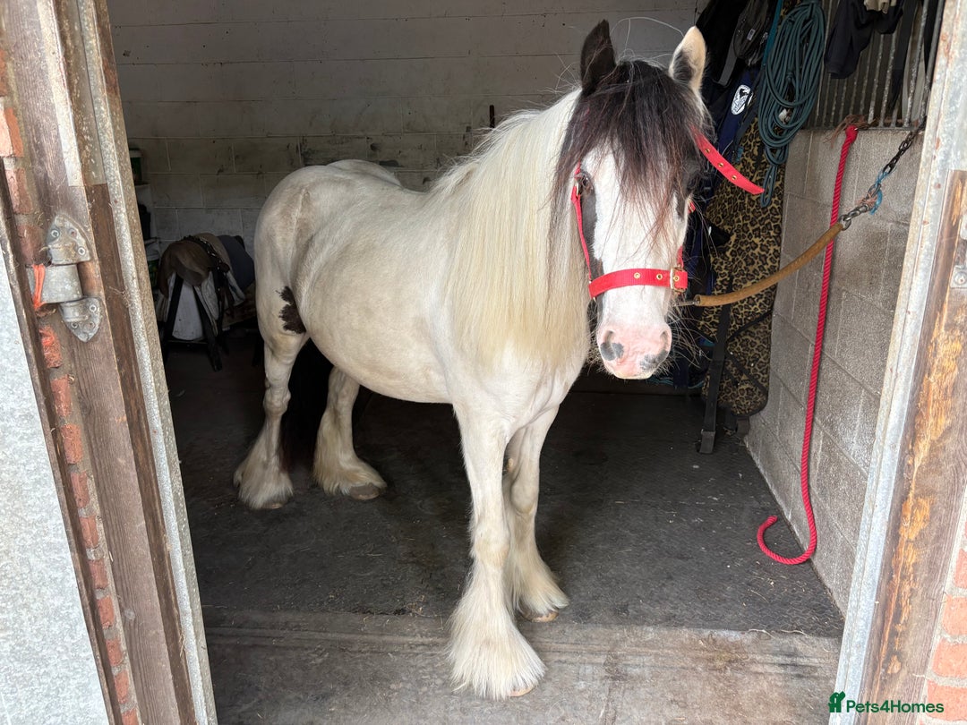 Irish Cob horses for sale: 12.2 piebald mini cob mare - Image 1