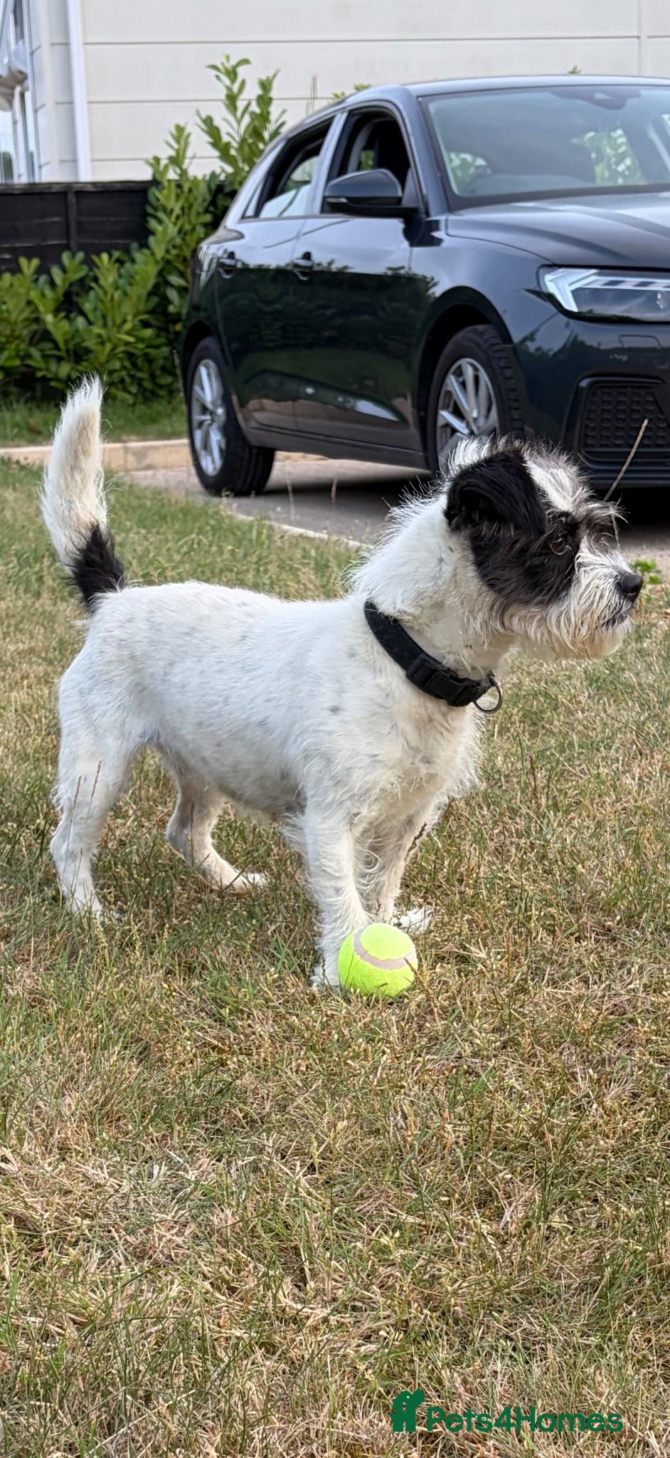 Mixed Breed dogs Jack Russell x Shih Tzu” Rosie “ 5th - Advert 2