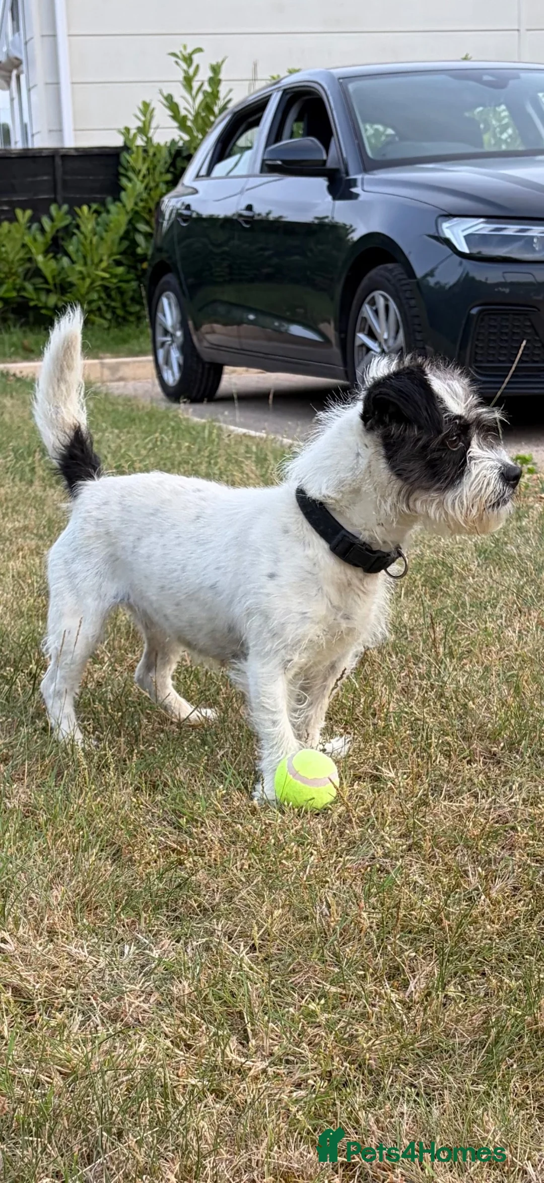 Mixed Breed dogs for sale: Jack Russell x Shih Tzu” Rosie “ 5th in Buckingham - Advert 2