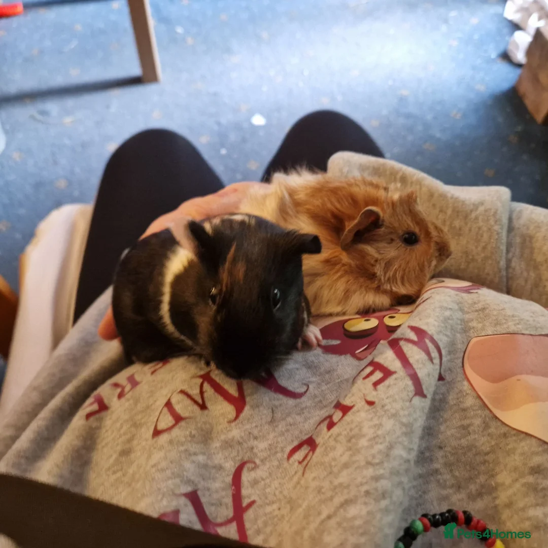 Guinea Pig rodents for sale: TWO beautiful Guinea pigs, hutch & all accessories in Croydon - Advert 2