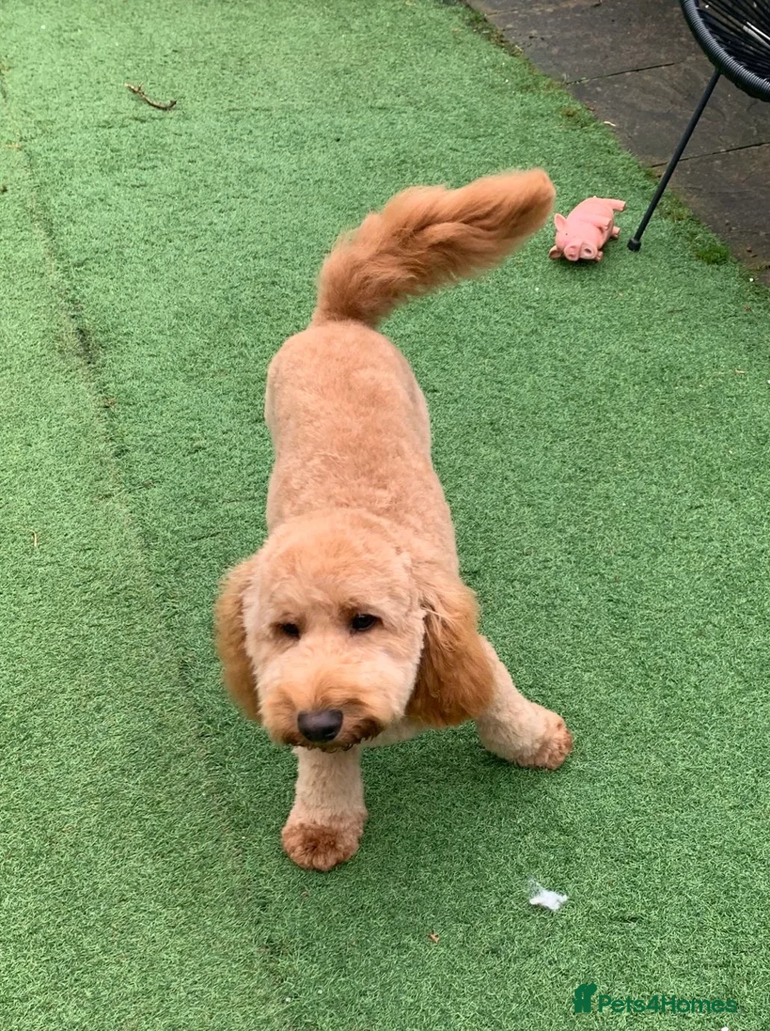 Cockapoo dogs for sale: Rehoming Cockapoo Puppy in Glasgow - Advert 4