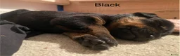 Rottweiler dogs for sale: Germany and America Rottweiler mix - Advert 9